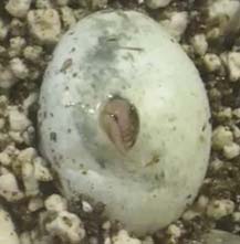 hatching video